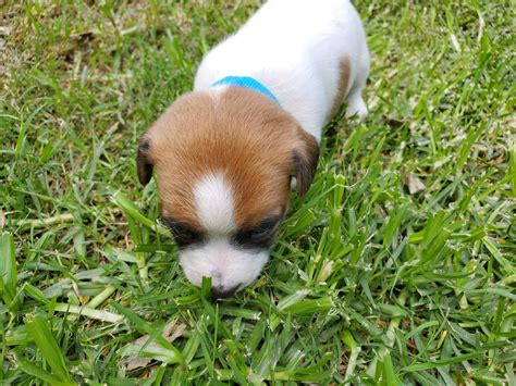 Image result for Mini Stumpy Jack Russell