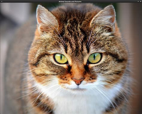 Image result for MaKey MaKey Animal