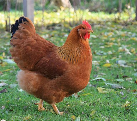 New Hampshire • Insteading Chicken Breeds Guide