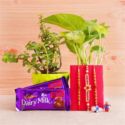 Send Three Rakhis with Jade Plant N Money Plant Combo Online