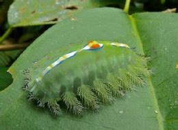 Ber Insect and Mite Pests | Vikaspedia - Agriculture