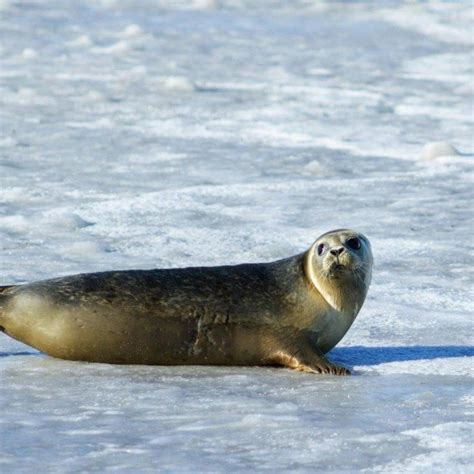 15 Fun Facts About Seals