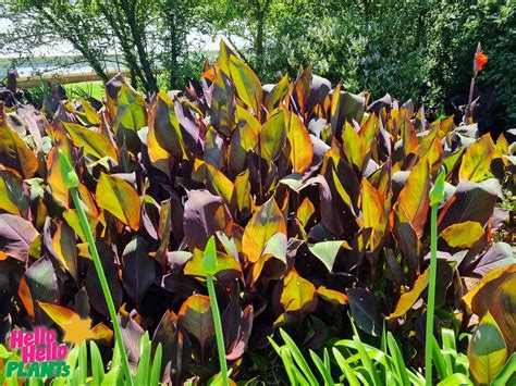 Canna Lily 'Tropicanna' - Hello Hello Plants