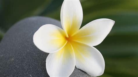 Wallpaper flower, stone, meditation, balance hd, picture, image