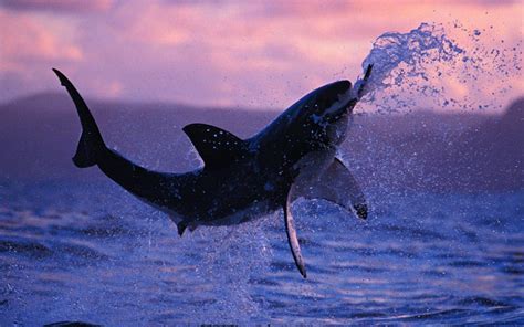 🔥 [50+] Shark Screensavers and Wallpapers | WallpaperSafari