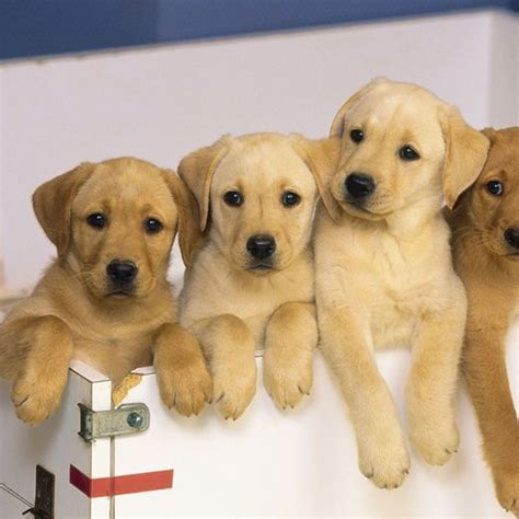 Does Petsmart Sell Dogs