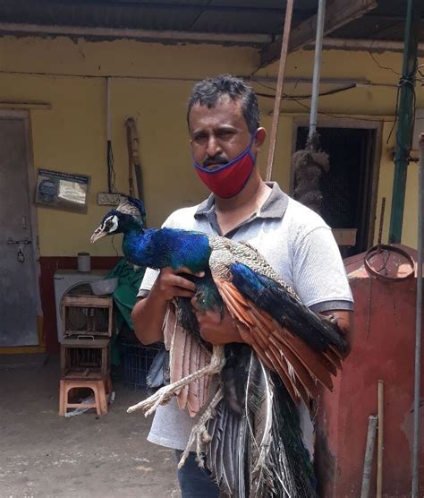 Watch: Birds die of severe dehydration in Hyderabad; here are some ...