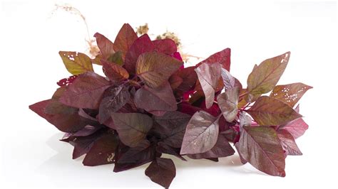 Lal Saag Washing Tips| लाल साग को कैसे धोएं| Lal Saag Dhone Ka Tarika ...