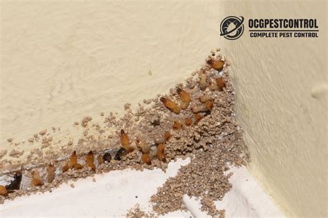 Termites In Ceiling? 🚨🐜 Get Professional Help To Save Your Home - Ocg ...