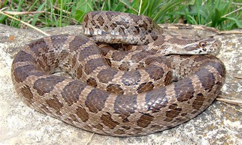 Great Plains Rat Snake Animal Facts - Pantheropis emoryi - A-Z Animals