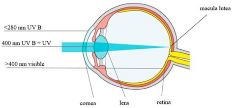 Lutein and Zeaxanthin and Their Roles in Age-Related Macular ...