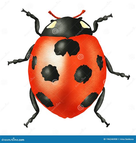 Image result for Ladybug Realistic
