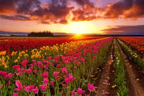 Vibrant Tulip Field at Sunset - HD Wallpaper