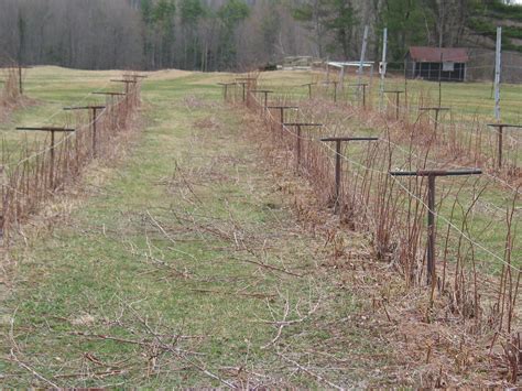 Image result for Raspberry Pruning Basics