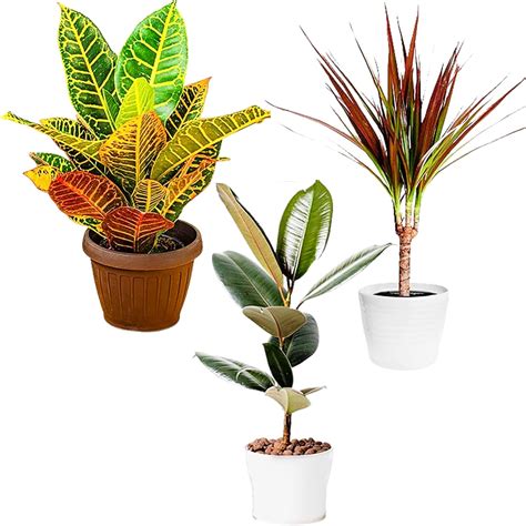 All Occasions Mix of 6 Real Indoor Plants for a Fresh and India | Ubuy