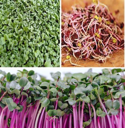 Image result for Radish Seeds Sprouting