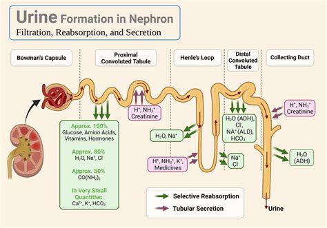 🔬 Understanding Urine Formation in the Nephron 🩺 | Scuola di medicina, Infermieristica, Medicina