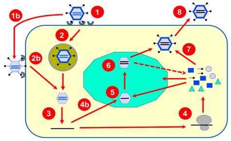 Synthesis and Translation of Viral mRNA in Reovirus-Infected Cells ...