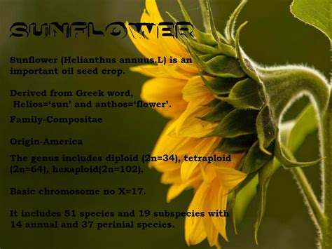 Floral Biology of Sunflower PPTX