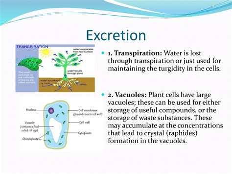 Plant excretion | PPTX