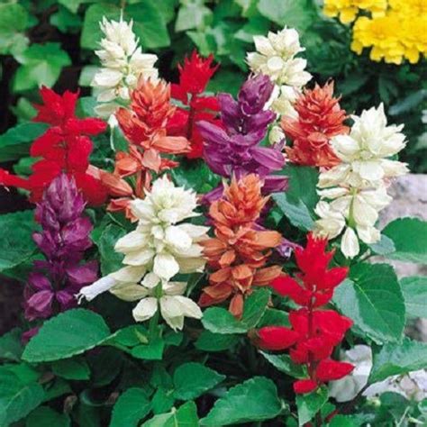 SALVIA MIX HYBRID SEEDS (50 seeds) – Plant Orbit