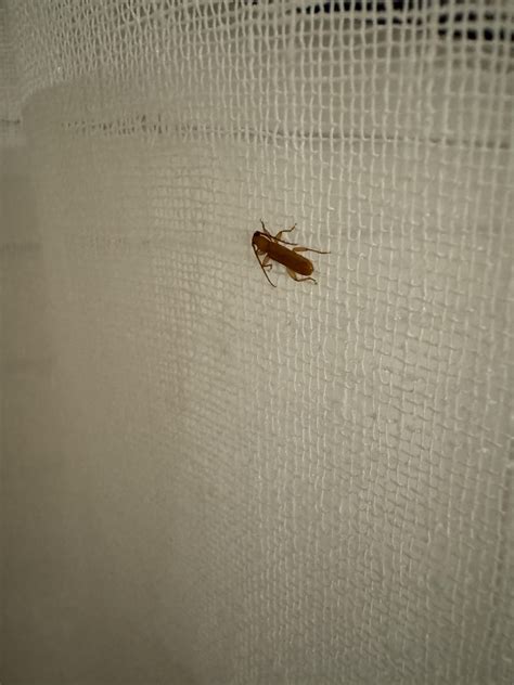 Beetle or cockroach? : r/whatsthisbug