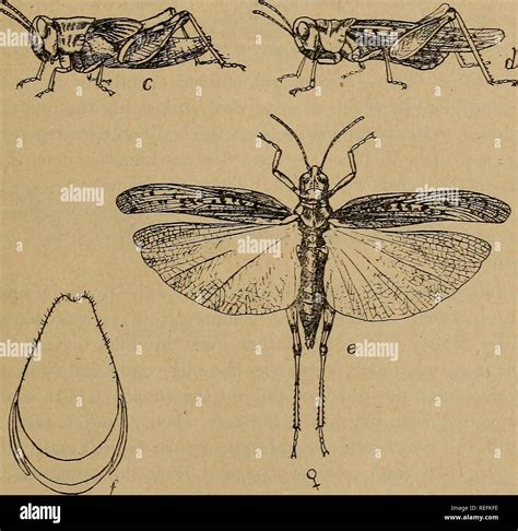 . Common injurious insects of Kansas. Insect pests. Fig. 12. Rocky ...