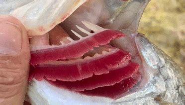 Pisces: Respiration - Zoology Optional Notes for UPSC PDF Download