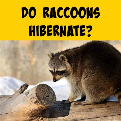 Do Raccoons Hibernate? Winter Survival Techniques - Squirrels at the Feeder