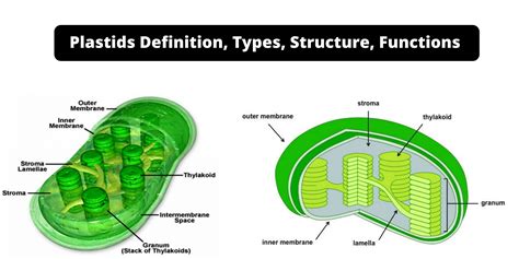 Plastids Definition Archives - Biology Notes Online