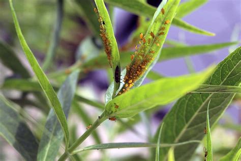 Image result for Biological Control of Insects