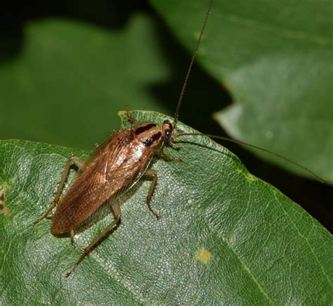 Flying Roaches in Florida: Identification, Risks & Solutions