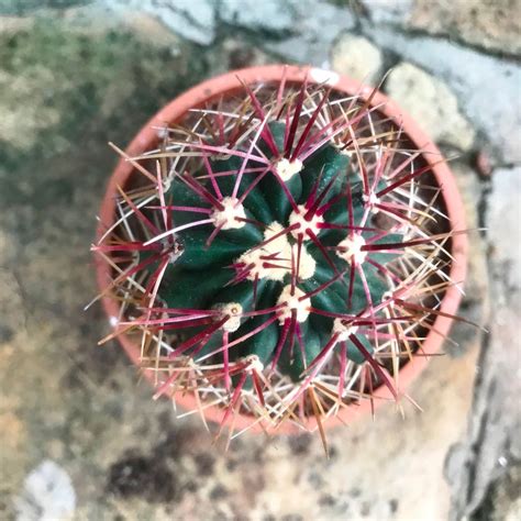 Ferocactus Acanthodes ssp. Lecontei - Gabbar Farms