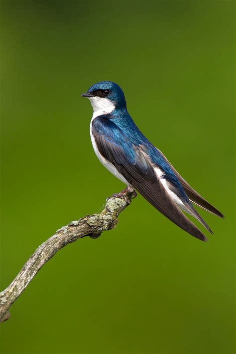 8 Swallow Bird Types You Should Know - Birds and Blooms