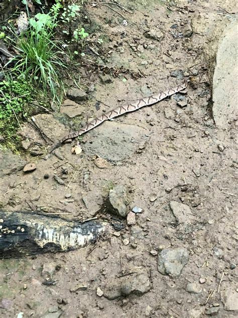 Mountains to Sea Trail: Craven Gap to Haw Creek Valley - North Carolina ...