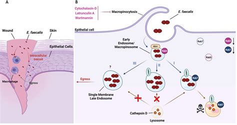 Image result for Enterococcus Faecalis Journal