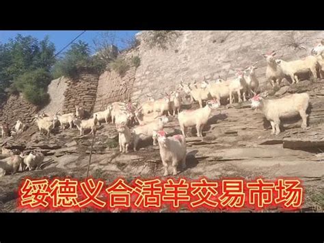陕北大山人家，村里大叔搞养殖，义合交易市场看行情，拿下63只羊 - YouTube