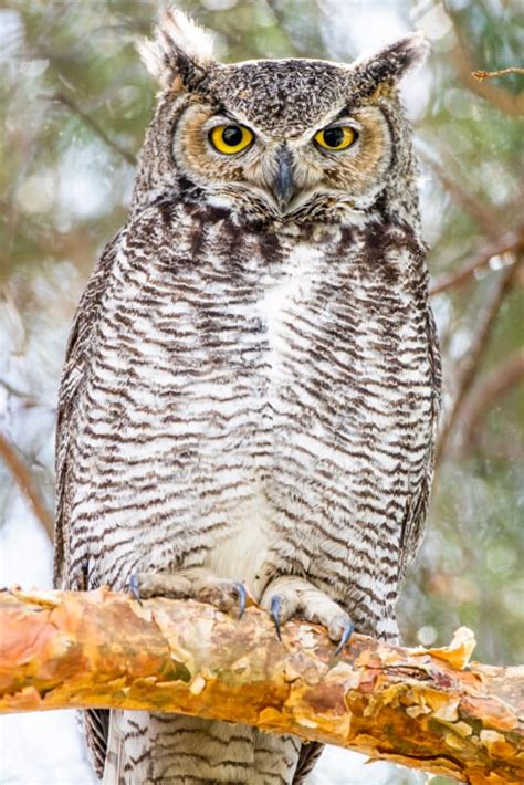 Digital Camera Lens 的图像结果