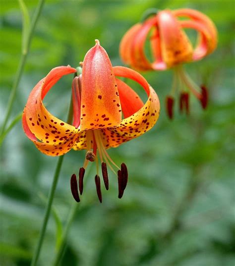 Buy Turk's Cap Lily Wholesale | Lilium Superbum
