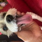 Image result for Vortex Hub Script