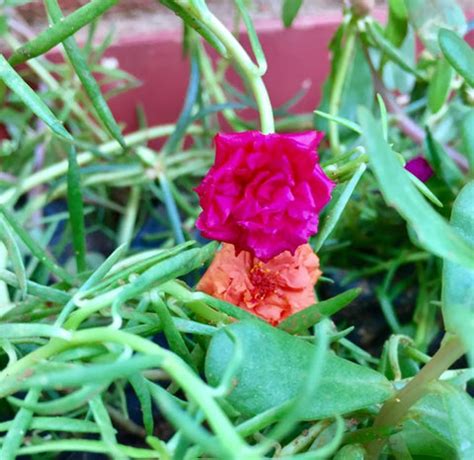 Table Rose / Bud Rose – hariththarang
