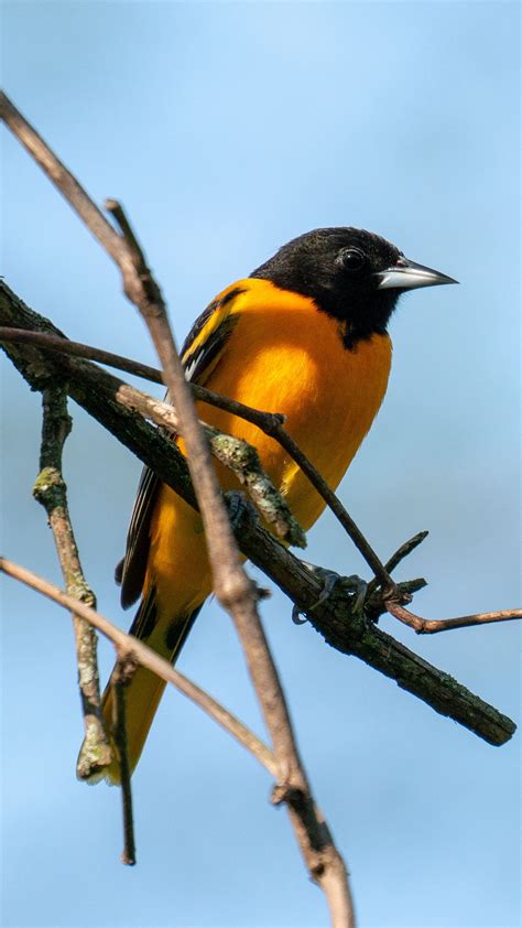 Download wallpaper 1440x2560 bird, bright, feathers, branches qhd ...