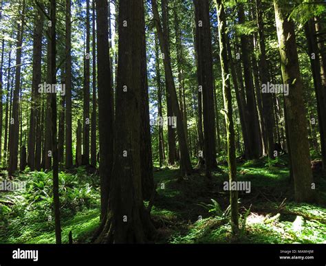 Larch Mountain in Oregon Stock Photo - Alamy