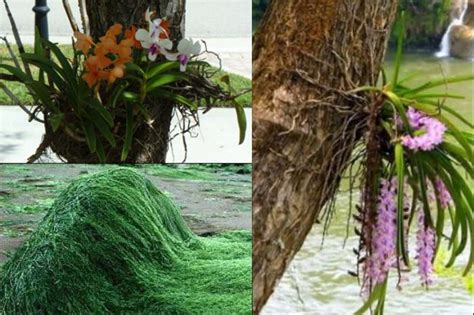 Saprotrof - Saprofit (Çürükçül Beslenme)