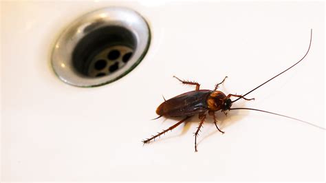 Bugs In Bathroom How To Tell If You Have Bed Bugs While Traveling And