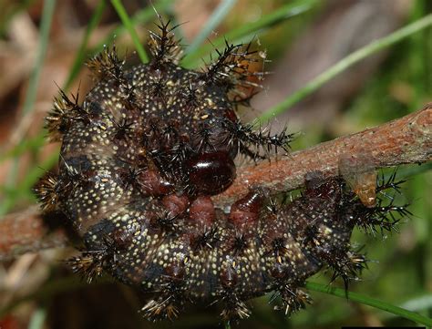 Do Caterpillars Bite or Sting?