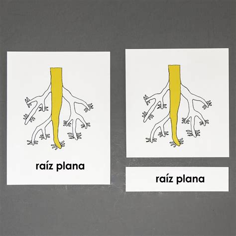 Spanish Parts of the Root System: Complete Nomenclature Set - Cathie ...