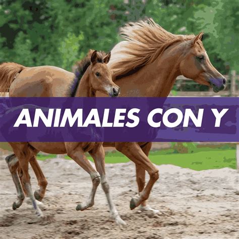 Animal con Y, 22 Animales que No Sabías que Existían