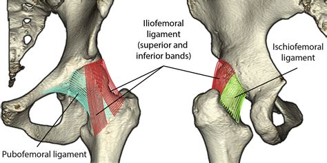 Patients With Generalized Joint Hypermobility Have Thinner Superior Hip ...