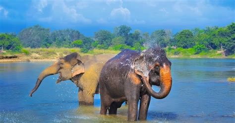 Zoos In Kathmandu: The Wildlife Haven Called The Central Zoo